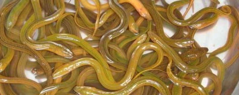 黄鳝吃什么，不同生长期的食物不同 黄鳝吃什么,不同生长期的食物不同养殖
