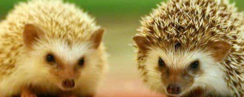 刺猬吃什么，附人工驯养的注意事项（刺猬的喂养方法）
