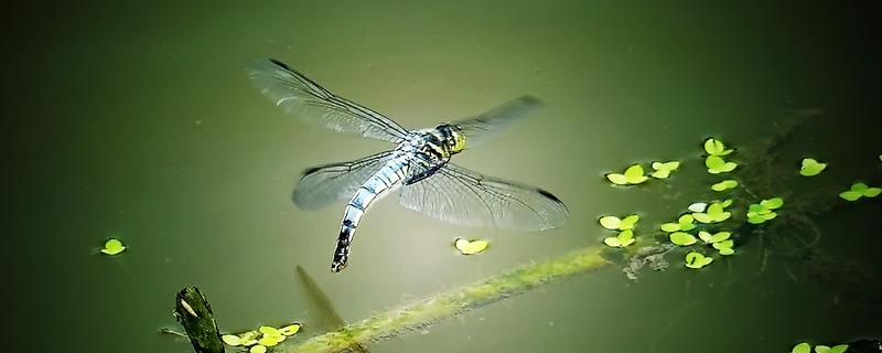 蜻蜓是益虫吗，能活多长时间 我知道益虫有蜻蜓还有什么