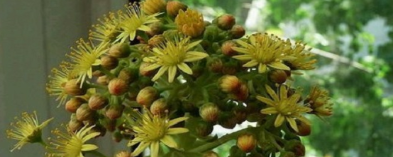 黑法师会开花吗，黑法师开花会死吗，开花如何处理