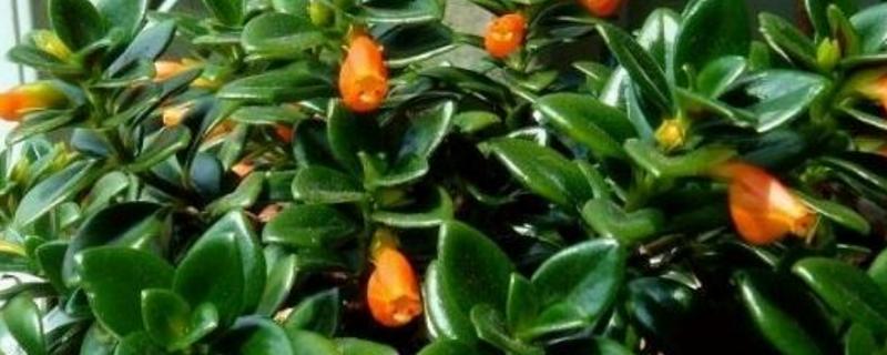 金鱼吊兰为什么掉叶子,附如何防病虫害