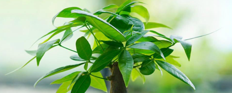 发财树烂根的原因，该如何补救 发财树烂根的原因,该如何补救视频