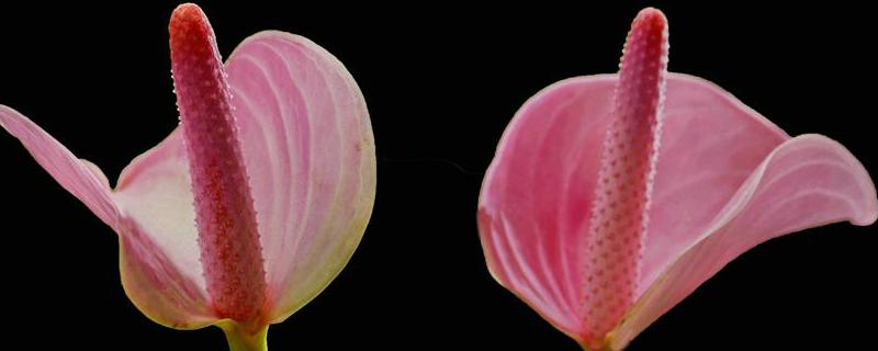 粉掌不开花的原因，附解决方法 粉掌不开花是什么情况
