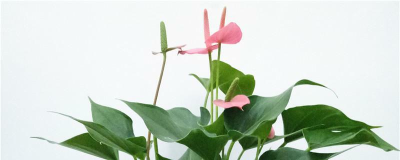 水培粉掌烂根的原因，附解决方法 水培红掌烂根处理方法图解