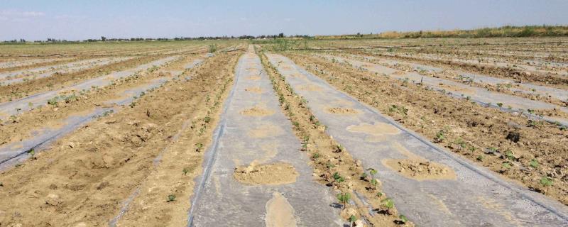 盐碱地适合种什么药材（盐碱地适合种什么药材,有回收的）