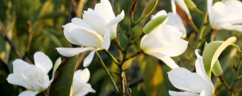 白玉兰的花期，怎样才能开花更多 白玉兰怎么开的花