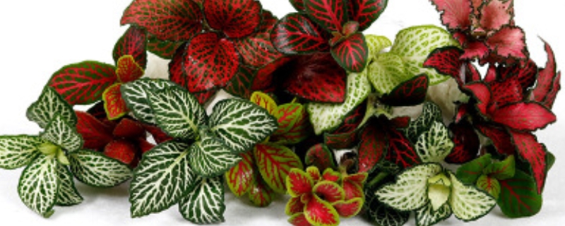 网纹草叶子蔫了怎么办，原因是什么（网纹草的叶子软了）