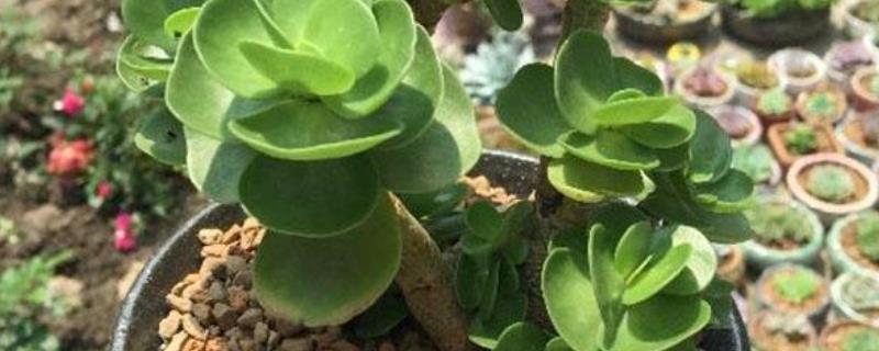 金钱木掉叶子怎么办（金钱木掉叶子掉光了）