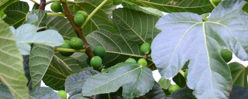 无花果什么时候成熟（无花果什么样子算熟了）