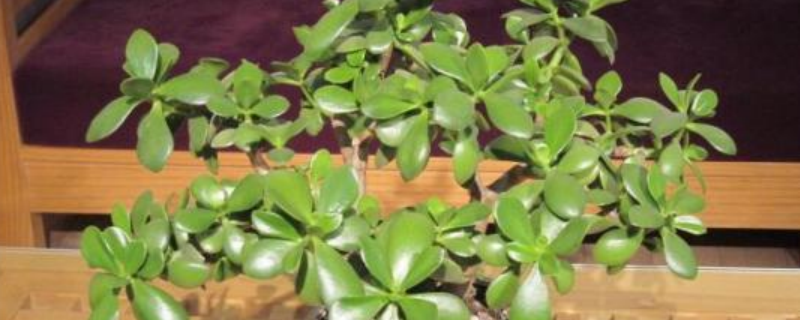 玉树有毒吗，能在室内养殖吗 玉树好养吗?有没有毒?