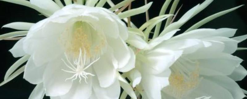 昙花常见的病虫害，附防治方法（昙花的病虫害用什么药）