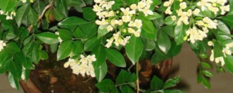九里香的叶子干枯怎么办 九里香叶子干枯掉落不长新叶怎么办
