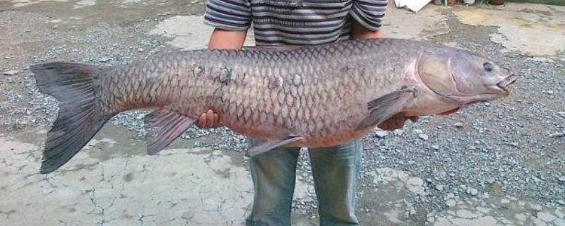 青鱼为什么养的人越来越少 青鱼容易养活吗