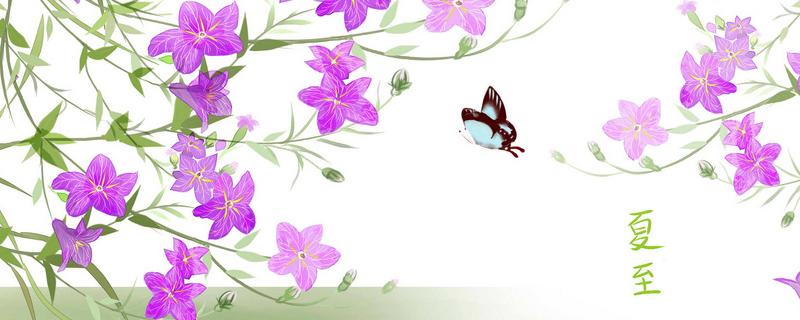 桔梗花的传说（桔梗的桔梗花）