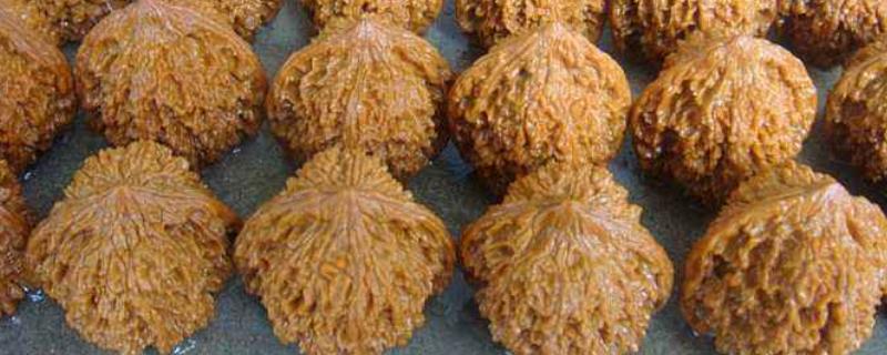 什么是麻核桃，附麻核桃的生长环境、产地与品种