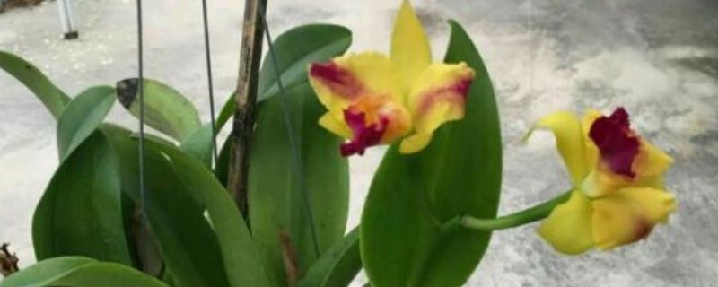 万代兰和千代兰的区别（千代兰和洋兰的区别）