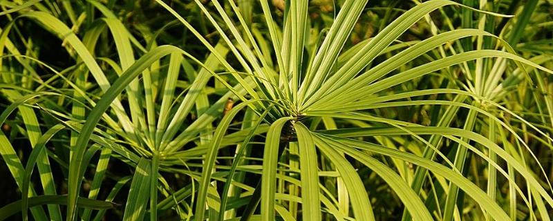 水竹叶子发黄的原因，附解决办法 水竹出现黄叶怎么办