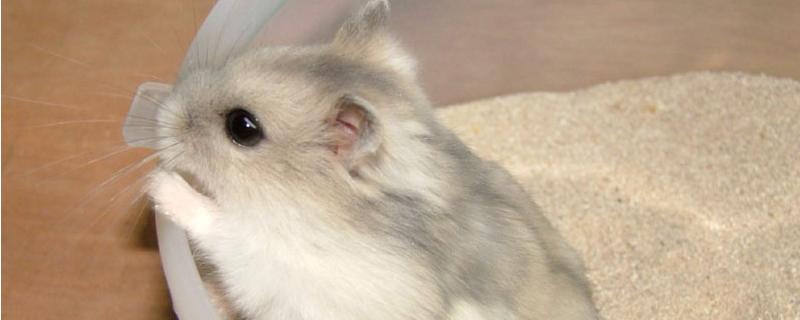 仓鼠可以在哪里购买（仓鼠可以在哪里购买到）