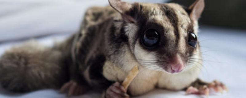 蜜袋鼯饲养须知,蜜袋鼯好养吗(蜜袋鼯建议养吗)