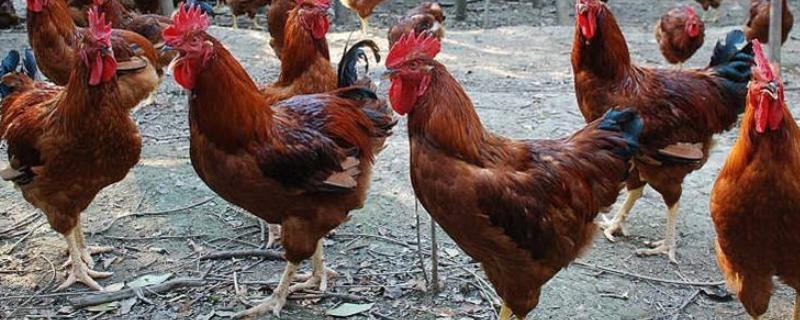 公鸡为什么早上会打鸣，反映了什么 公鸡为什么早上会打鸣,反映了什么特点