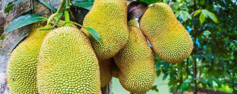 菠萝蜜长在哪里，果实什么时候成熟（菠萝蜜长在哪里,果实什么时候成熟季节）