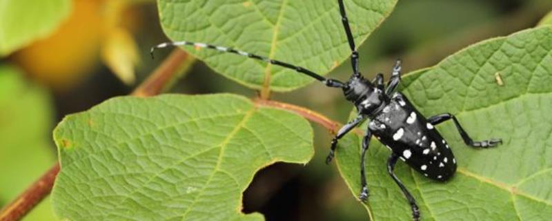 天牛吃什么食物，有哪些危害和种类 天牛吃什么食物最好