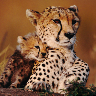 哪种动物的叫声和猫咪差不多 哪种动物的叫声和猫咪差不多?小鸡和猎豹