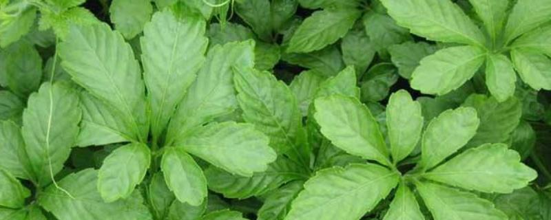 绞股蓝产地是哪里,附产地环境介绍 绞股蓝产地是什么地方