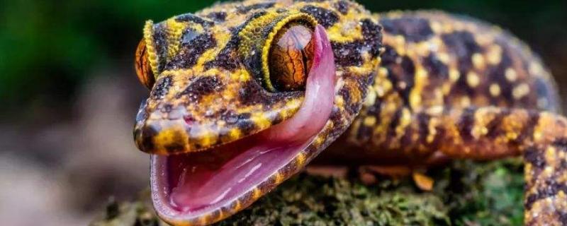 蛤蚧是什么动物，附生活环境介绍（蛤蚧的生活环境）