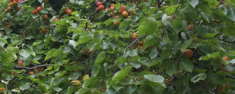 开心果树几年结果,附生长习性和品种