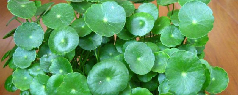 铜钱草的种类有几种,不同的种类外形有区别