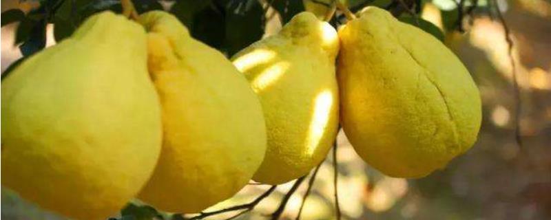 沙田柚什么时候成熟，有哪些品种（沙田柚什么时候成熟,有哪些品种最好）