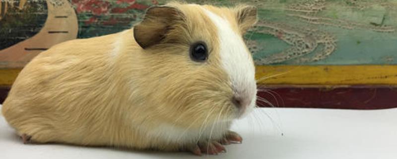 荷兰猪吃什么，不能吃什么（荷兰猪吃什么不能吃什么）