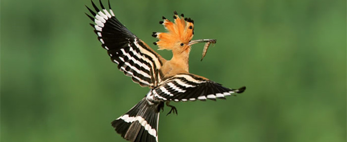 为什么戴胜鸟又叫“臭姑鸪” 戴胜鸟为什么叫臭姑姑