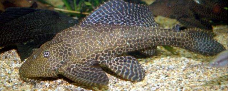 清道夫鱼吃什么，附饲养条件和饲养品种