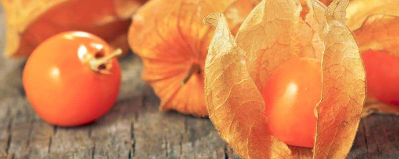 含羞果产地在哪里，附含羞果的产地环境和栽培价值