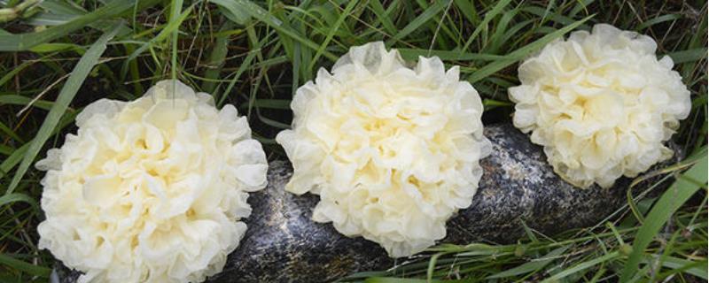 银耳产地是哪里,附银耳的生长环境、功效与作用