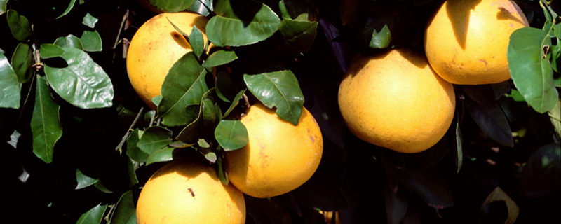 柚子的种类（柚子的种类及图片）