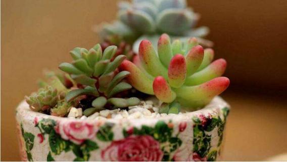 多肉换盆用干土需要浇水吗 多肉换盆用干土需要浇水吗视频