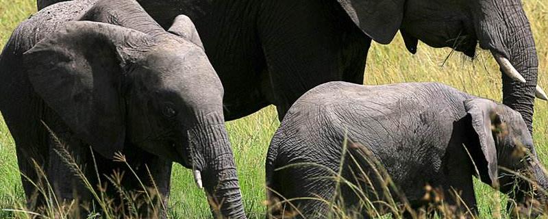 大象的生活习性，附形态特征（大象的形态特征和生活环境）