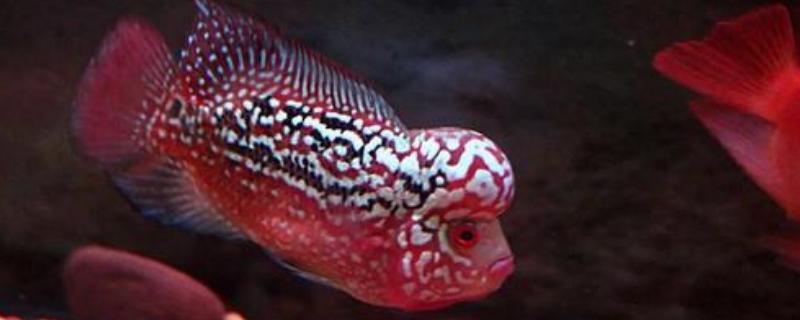 罗汉鱼吃什么,分别介绍罗汉鱼的饵料种类