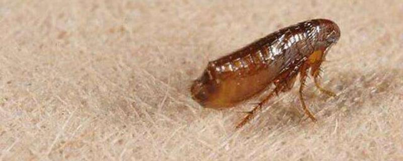 跳蚤怎么彻底消灭，跳蚤怕什么（跳蚤怎么彻底消灭,跳蚤怕什么东西）