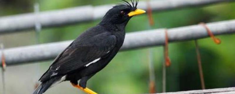 八哥鸟通常吃什么（八哥鸟通常吃什么粮食）