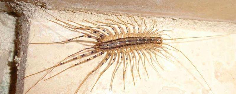 蚰蜒有毒吗咬人吗，蚰蜒怎么消灭（蚰蜒咬人有毒吗?）