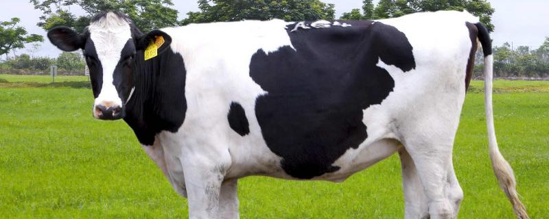 买奶牛主要看哪些方面 买奶牛主要看哪些方面指标