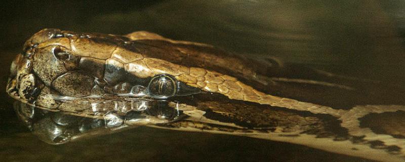 巨蚺和蟒蛇的区别是什么 巨蟒和巨蛇有什么区别