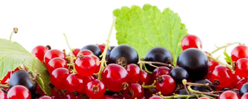 无籽葡萄怎么种的，无籽葡萄的品种 无籽葡萄是怎么种的