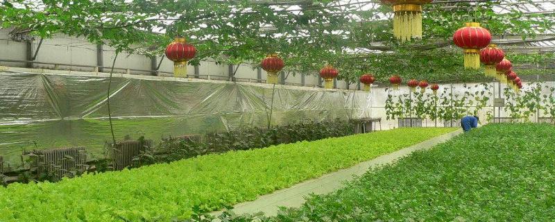 农业观光园有哪些类型 农业观光园有哪些类型的