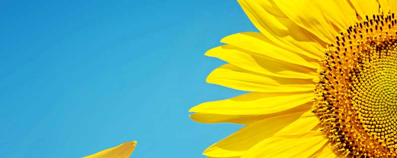 向日葵图片（向日葵图片唯美）
