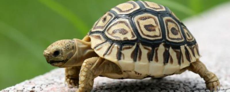 豹龟吃什么食物好（豹龟吃什么食物好养）